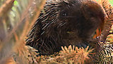 Prickly Porcupine