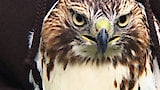 Recovering Red-tailed Hawks