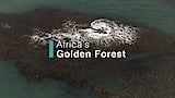 Africa's Golden Forest