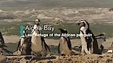 Algoa Bay: Last Refuge of the African Penguin