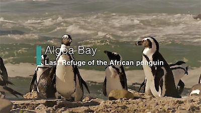 Coastal Africa Season 1 Episode 4