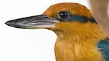 Micronesian Kingfisher