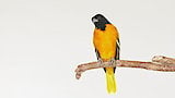 Baltimore Orioles