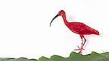 Scarlet Ibis