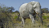 Etosha: The Great White Place