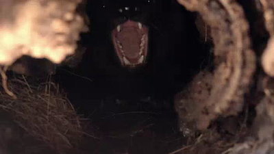 Secret Life of the Tasmanian Devil Season 1 Episode 1