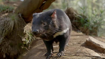 Secret Life of the Tasmanian Devil Season 1 Episode 2
