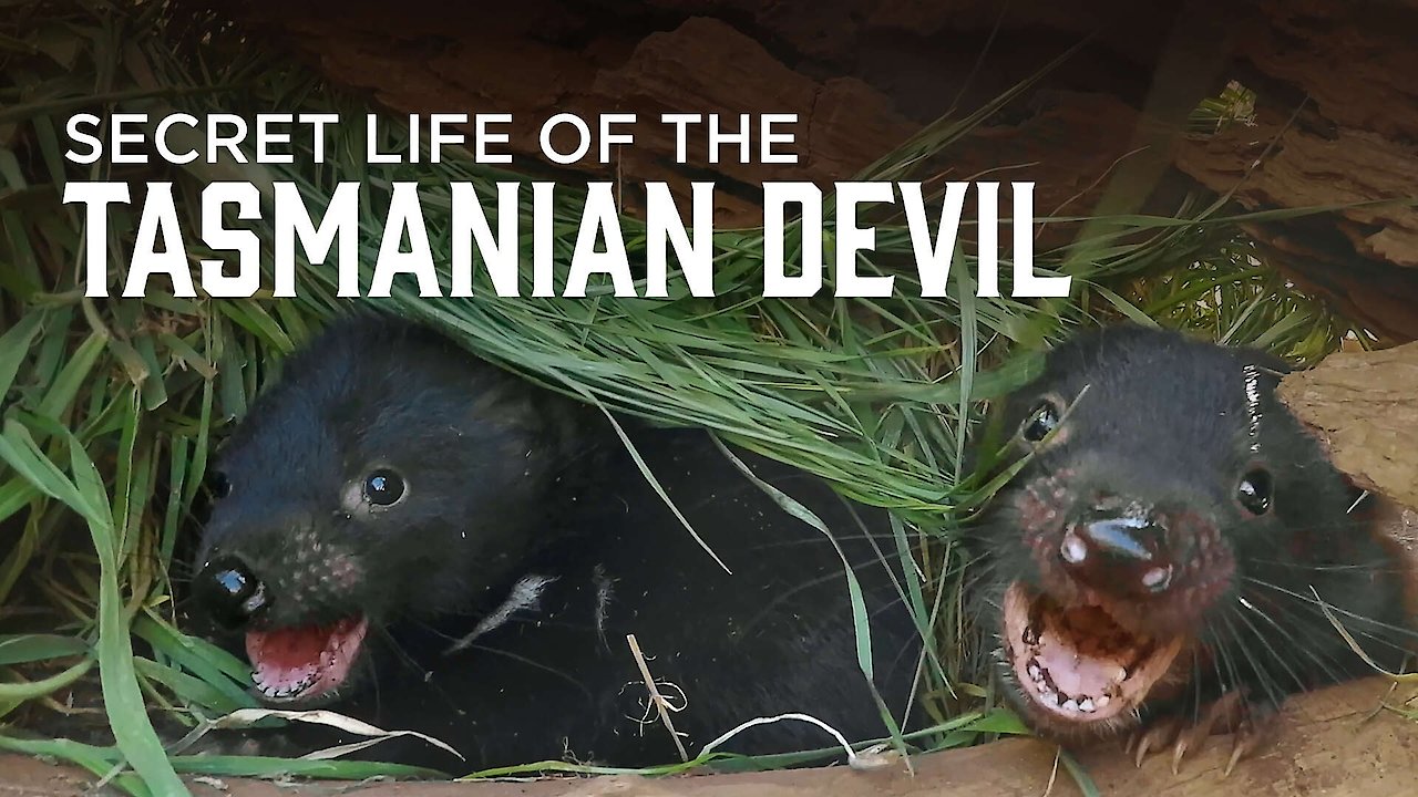 Secret Life of the Tasmanian Devil