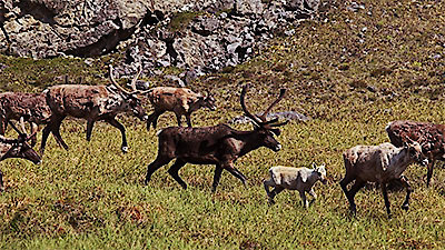 Nature's Great Race Season 1 Episode 2