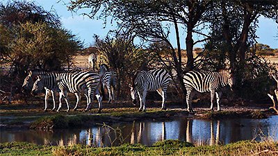 Nature's Great Race Season 1 Episode 3