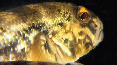 Great Lakes Wild Season 1 Episode 3