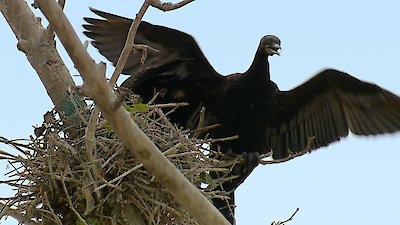 Great Lakes Wild Season 1 Episode 4