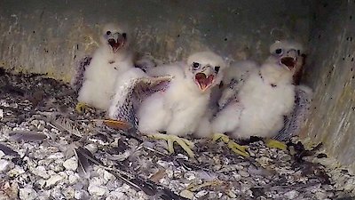 Great Lakes Wild Season 1 Episode 5