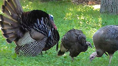 Great Lakes Wild Season 1 Episode 8