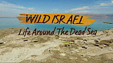 Life Around the Dead Sea