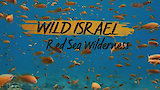 Red Sea Wilderness