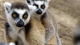 Lemurs of Anja Mountain