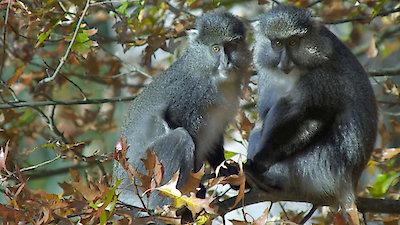 Land of Primates Season 1 Episode 3