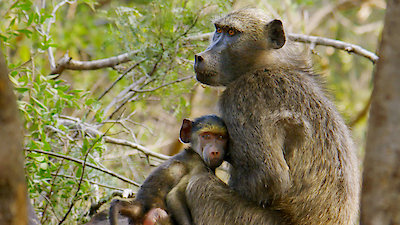 Land of Primates Season 1 Episode 4