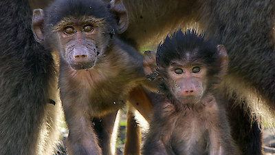 Land of Primates Season 1 Episode 6