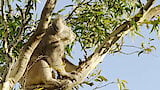 Koala Country