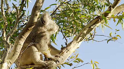 Secret Life of the Koala Season 1 Episode 1