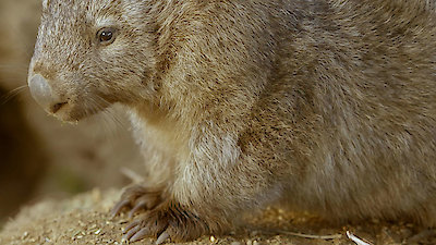 Secret Life of the Wombat Season 1 Episode 1