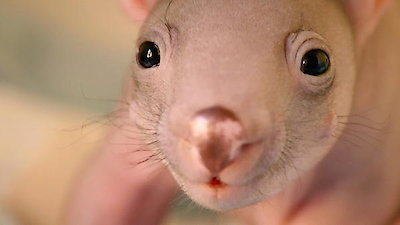 Secret Life of the Wombat Season 1 Episode 2