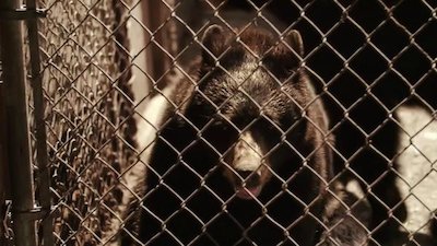 Wild Bear Rescue Season 1 Episode 5