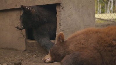 Wild Bear Rescue Season 1 Episode 11