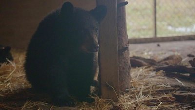 Wild Bear Rescue Season 1 Episode 12