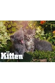 Kitten TV