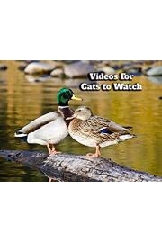 Cute Duck Videos