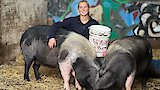 Pig Pandemonium