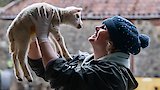 Lamb-ageddon
