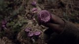 The Purple Pileus