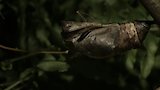 The Moth