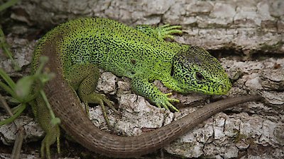 Wild Castles Season 1 Episode 1