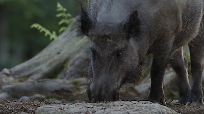 Wild Castles Season 1 Episode 2