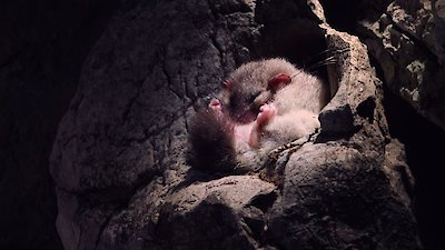 Wild Castles Season 1 Episode 3