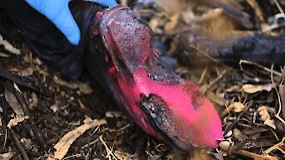 Unusual Suspects Season 8 Episode 1