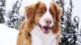 Avalanche Search and Rescue Dogs Ready to Find Buried Victims