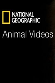 National Geographic Animals