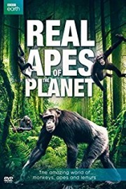 Real Apes of the Planet