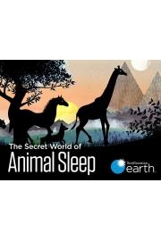 The Secret World of Animal Sleep