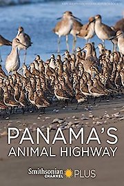 Panama's Animal Highway