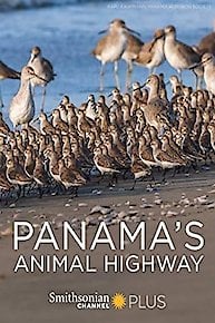 Panama's Animal Highway