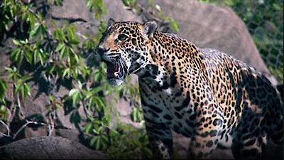 Watch 72 Dangerous Animals: Latin America Season 1 Episode 1 - Episode