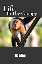 Life in the Canopy