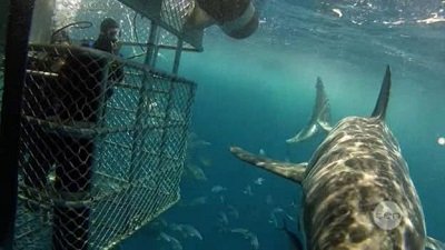 Bondi Rescue Season 10 Episode 9